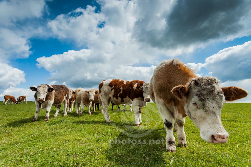 Bulls on the South Downs. Landscape photography by Slawek Staszczuk.